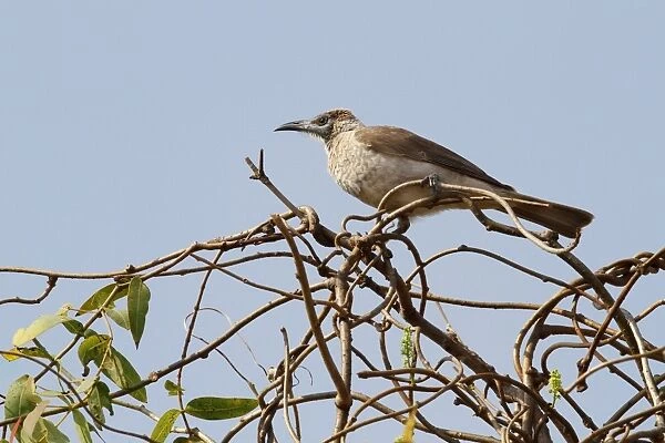 Little Friarbird (Philemon citreogularis) adult female, perched on twigs, Northern Territory, Australia