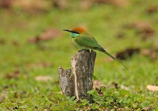 Little Green Bee-eater (Merops orientalis ceylonicus) endemic race, adult, perched on stump, Sri Lanka, december