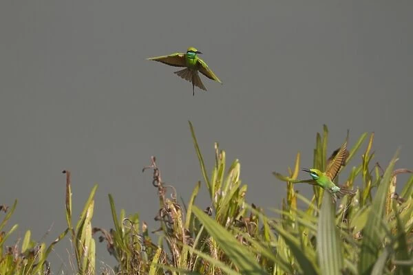 Little Green Bee-eater (Merops orientalis) two adults, in flight, Sundarbans, Ganges Delta, West Bengal, India