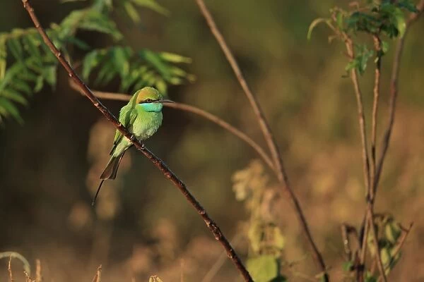 Little Green Bee-eater (Merops orientalis) adult, perched on twig, Sri Lanka, February