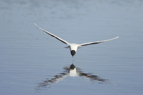 Little Gull (Larus minutus) adult, summer plumage, in flight, feeding on insects from surface of lake, Hailuoto Island, Oulu, Finland