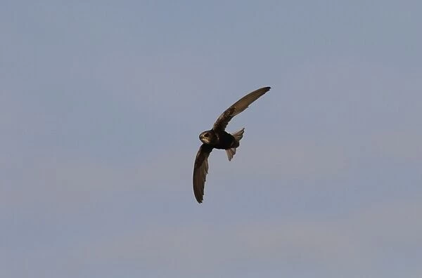 Little Swift in flight, Sanlucar de la Barrameda, Spain