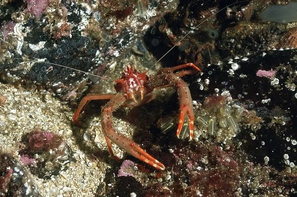Long-clawed Squat Lobster (Munida rugosa) adult, in sea loch, Loch Carron, Ross and Cromarty, Highlands, Scotland, June