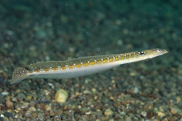 Long-rayed Sand-diver (Trichonotus elegans) adult, swimming, Pantar Island, Alor Archipelago, Lesser Sunda Islands