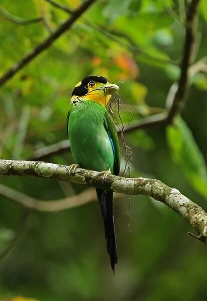 Long-tailed Broadbill (Psarisomus dalhousiae cyanicauda) adult, with nesting material in beak, perched on branch