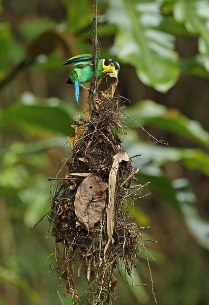 Long-tailed Broadbill (Psarisomus dalhousiae cyanicauda) adult, nest building