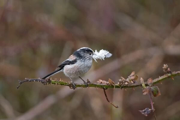 Long-tailed Tit (Aegithalos caudatus) adult, with feather in beak, collecting material for lining nest, Suffolk, England, march