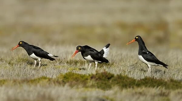 Magellanic Oystercatcher (Haematopus leucopodus) three adults, displaying, Torres del Paine N. P