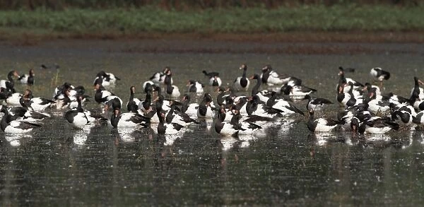 Magpie Goose (Anseranas semipalmata) flock, roosting in shallow water, Hasties Swamp N. P