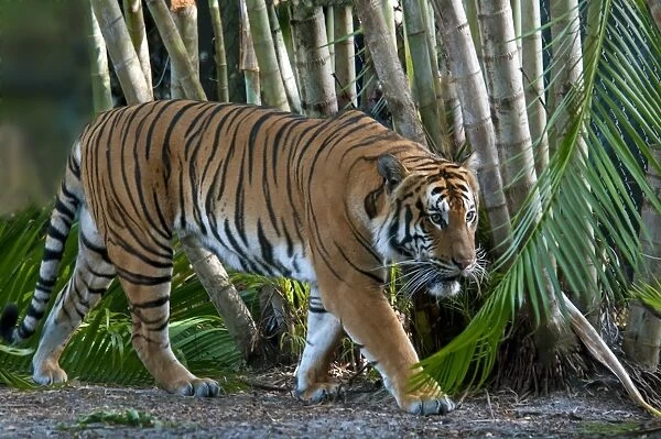 Malayan Tiger (Panthera tigris jacksoni) adult, walking (captive)