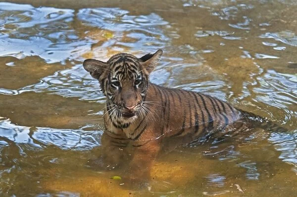 Malayan Tiger (Panthera tigris jacksoni) cub, standing in water, captive