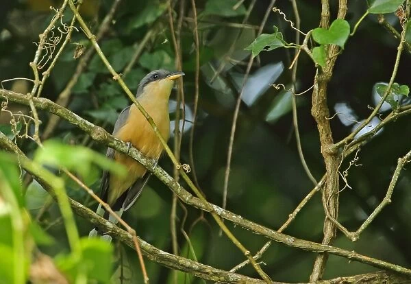 Mangrove Cuckoo (Coccyzus minor) adult, perched on vine, Fond Doux Plantation, St