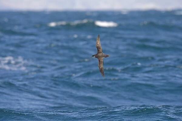 Manx Shearwater (Puffinus puffinus) adult, in flight over sea, Grassholm, Wales, august