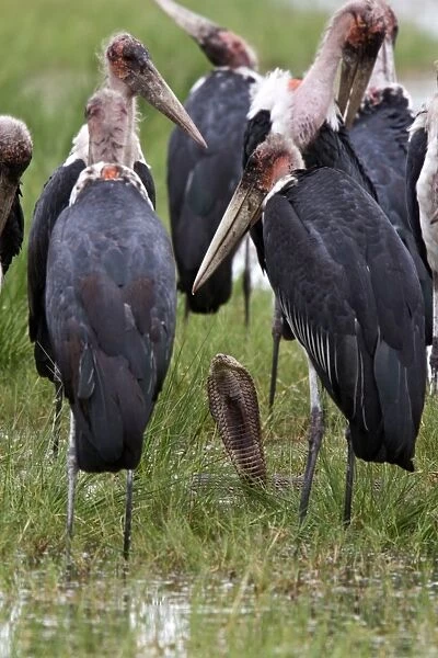 Marabou Storks surround a Mozambique Spitting Cobra
