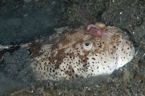 Marbled Stargazer (Uranoscopus bicinctus) adult, with internal worm-like respiratory organs extended from mouth
