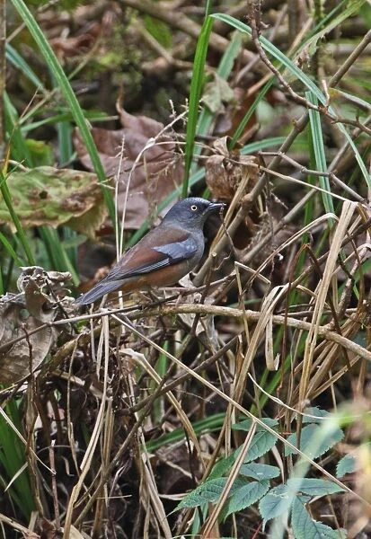 Maroon-backed Accentor (Prunella immaculata) adult, perched in undergrowth, Eaglenest Wildlife Sanctuary