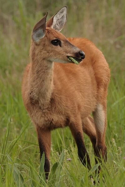 Marsh Deer (Blastocerus dichotomus) immature female, feeding, Reserva El Bagual, Formosa, Argentina, october