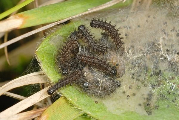 Marsh Fritillary (Euphydryas aurinia) caterpillars, group in web on Devil s-bit Scabious (Succisa pratensis)