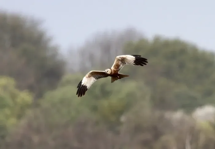Framed Print : Marsh Harrier Print