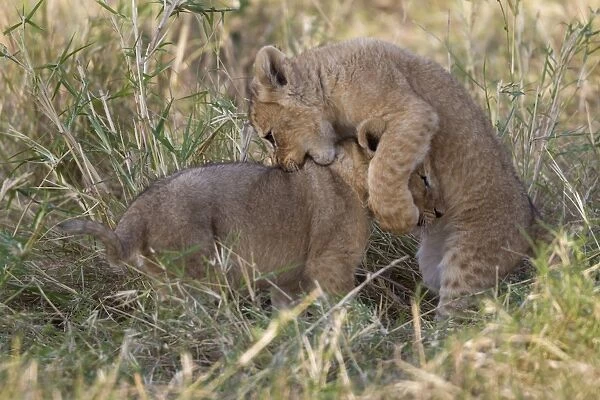 Masai Lion (Panthera leo nubica) two cubs, playfighting, Masai Mara, Kenya, August