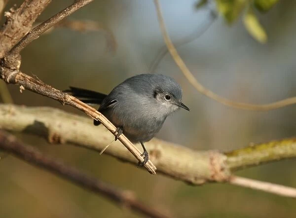 Masked Gnatcatcher (Polioptila dumicola) adult female, perched on twig, Vicente Lopez, Buenos Aires Province, Argentina, july