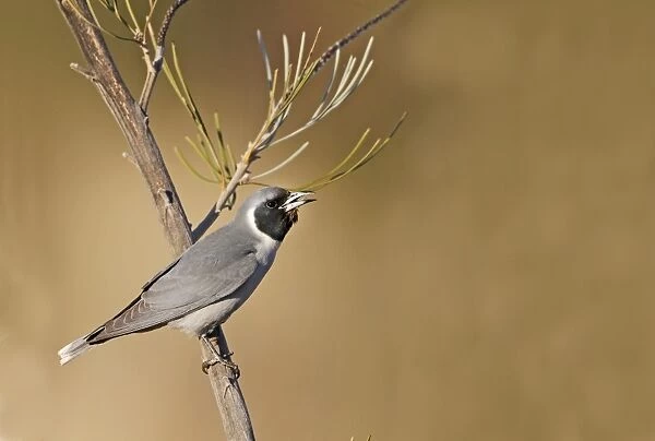 Masked Woodswallow (Artamus personatus) adult, calling, perched on bush, Uluru-Kata Tjuta N. P