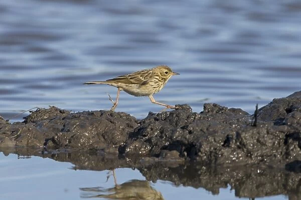 Meadow Pipit (Anthus pratensis) adult, running across mud at edge of water, Suffolk, England, August