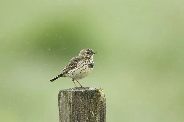 Meadow Pipit (Anthus pratensis) adult, standing on post during rainfall, Iceland, June