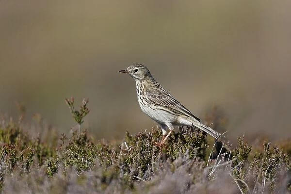 Meadow Pipit (Anthus pratensis) adult, perched on heather in moorland, Highlands, Scotland, May