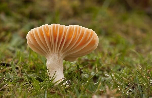 Meadow Waxcap (Hygrocybe pratensis) fruiting body, growing in old grazed grassland, Emery Down, New Forest, Hampshire, England, november
