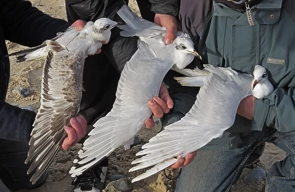 Mediterranean Gull (Larus melanocephalus) first winter plumage, second winter plumage and adult, winter plumage