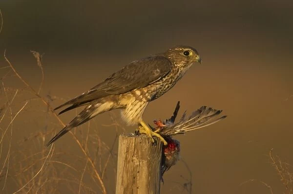 Merlin (Falco columbarius) adult female, feeding on bird prey, standing on post, Lake Kissimmee, Florida, U. S. A
