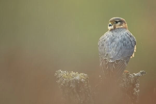 Merlin (Falco columbarius) adult male, perched on stump in light rain shower, Scotland (captive)