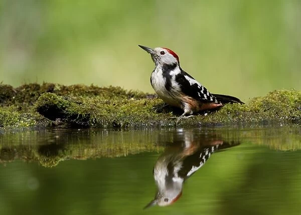 Middle Spotted Woodpecker (Dendrocopos medius) adult, drinking at pool in woodland, Hortobagy N. P. Hungary, April