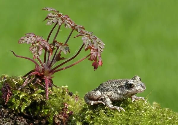 Midwife Toad (Alytes obstetricans) adult male, sitting on moss