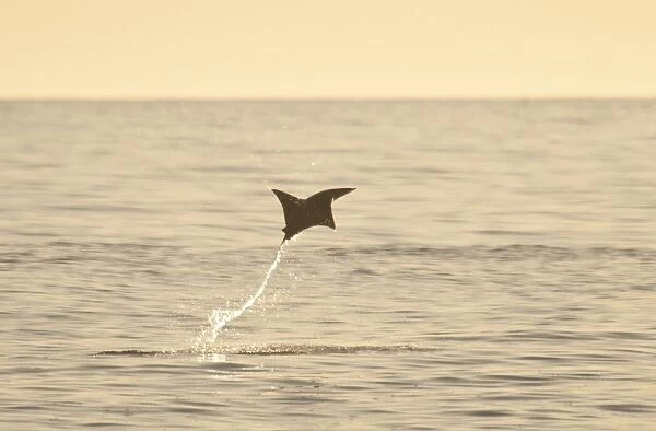 Mobula Ray (Mobula sp. ) adult, leaping from water at dusk, Sea of Cortes, Los Barriles, Baja California Sur, Mexico, march