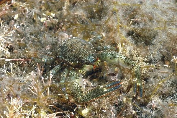 Montagus Plated Lobster (Galathea squamifera) adult, Kimmeridge Bay, Isle of Purbeck, Dorset, England, August