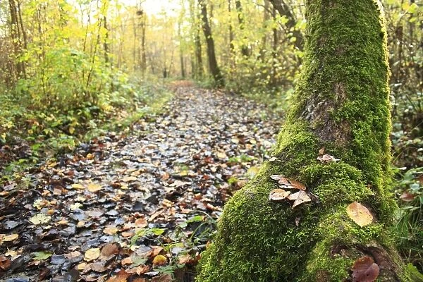 Moss covered tree trunk with fallen leaves beside path in ancient woodland habitat, Wolves Wood RSPB Reserve, Hadleigh