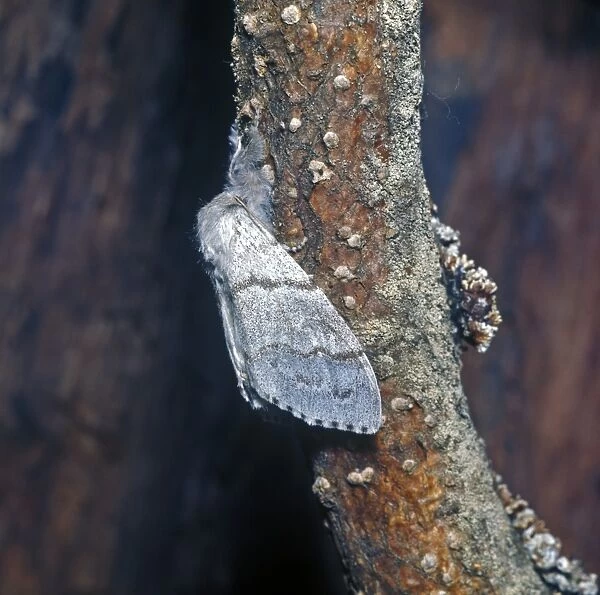 Moth - Tussock Pale (Dasychira pudibunda) Female on branch