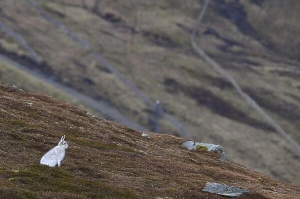 Mountain Hare (Lepus timidus) adult, in white winter coat, conspicuous on moorland habitat due to absence of snow