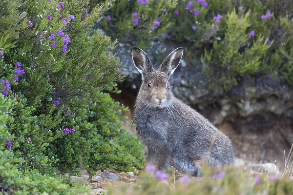 Mountain Hare (Lepus timidus) adult, summer coat, sitting amongst heather, Lochindorb, Strathspey, Morayshire