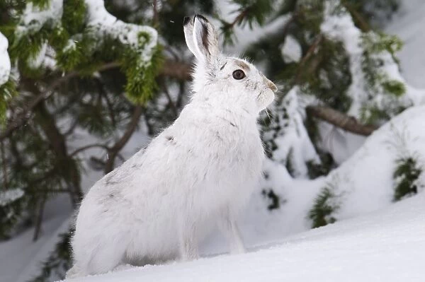 Mountain Hare (Lepus timidus) adult, in winter coat, standing alert in front of snow covered pines, Cairngorms N. P