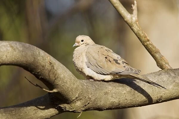 Mourning Dove (Zenaida macroura) adult, perched on branch, Washington D. C. U. S. A. February
