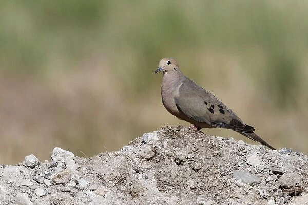 Mourning Dove (Zenaida macroura) adult, standing on top of waste soil, Utah, U. S. A. June