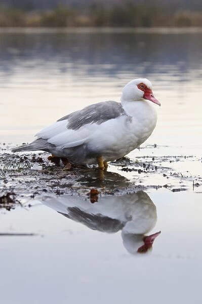 Muscovy Duck (Cairina moschata forma domestica) introduced feral species, adult