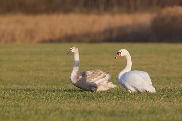 Mute Swan (Cygnus olor) adult and juvenile, standing on grazing marsh, Suffolk, England, january