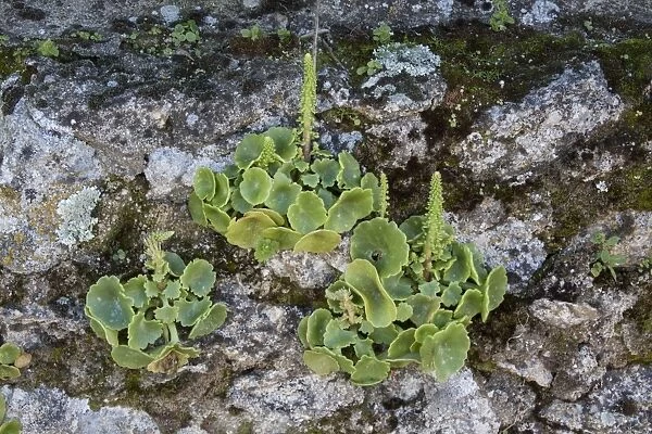 Navelwort, Penny-pies, or Wall Pennywort - Umbilicus rupestris, is a fleshy, perennial