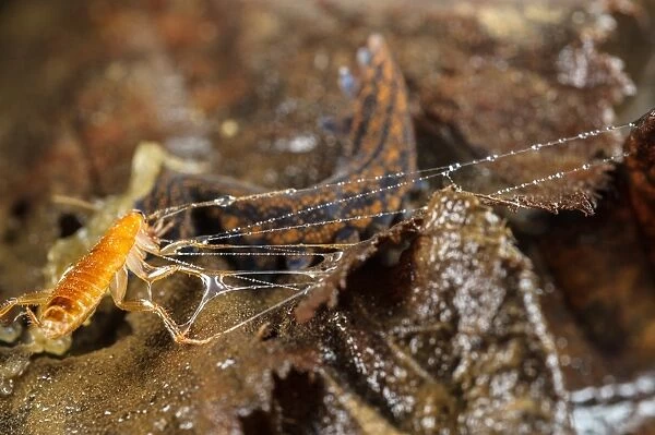 New Zealand Velvet-worm (Peripatoides novaezealandiae) adult, with cockroach larva prey immobilized in sticky fluid
