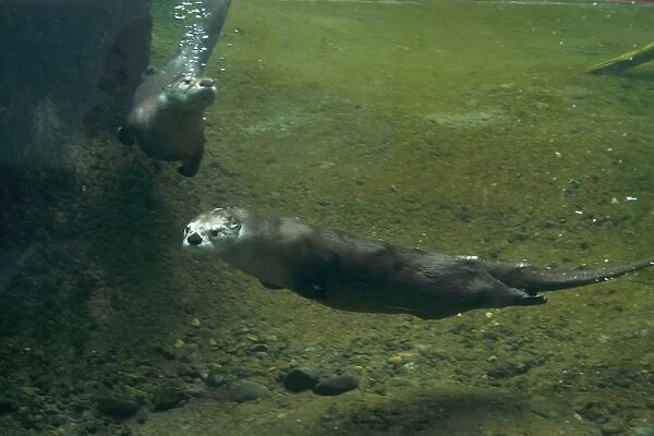 North American River Otter (Lontra canadensis) two adults, swimming underwater (captive)