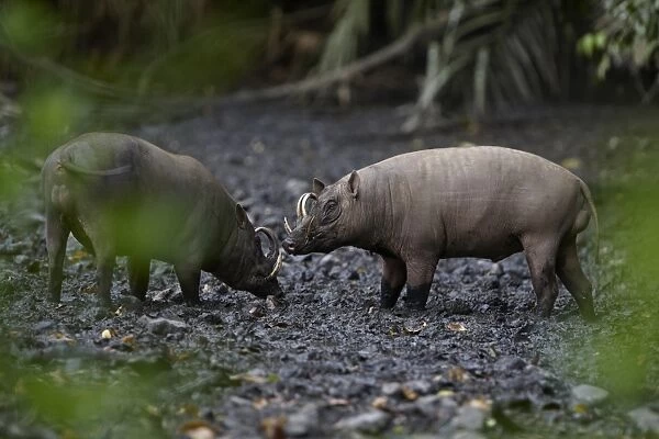 North Sulawesi Babirusa (Babyrousa celebensis) two adult males, facing each other, standing in mud at salt lick, Nantu Reserve, Sulawesi, Indonesia